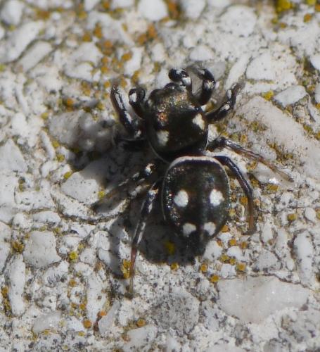 Réf. 243 978 : Heliophanus apiatus